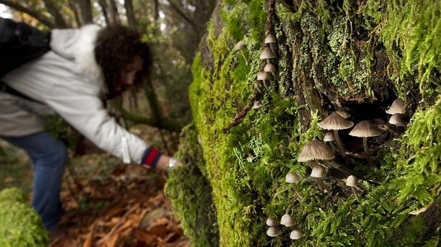 «Delincuencia» micológica