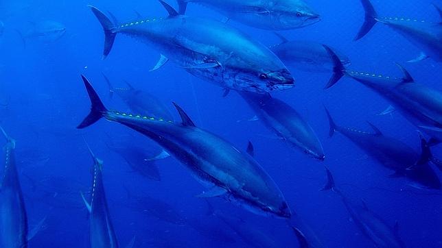 La UE negociará una cuota de pesca de atún rojo de 13.500 toneladas