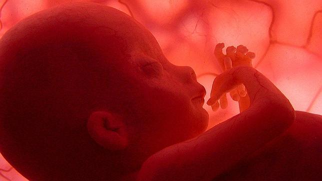 Los fetos bostezan en el útero