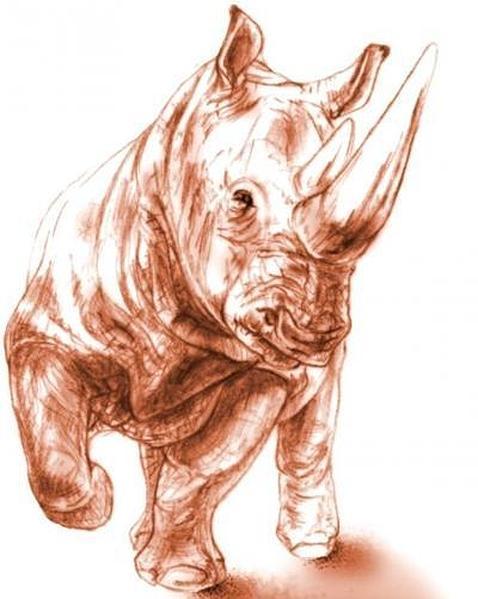 El rinoceronte que murió bajo el volcán