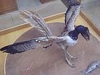 Desvelan cómo era el vuelo de los primeros dinosaurios alados