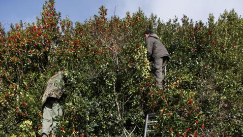 El acebo más puro se cultiva en Soria