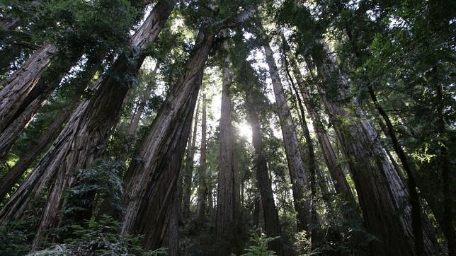 Alarmante mortalidad detectada entre los árboles más grandes y vetustos del planeta