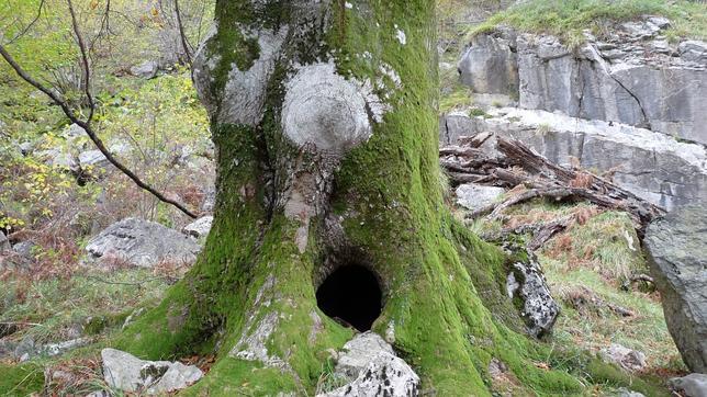 Cómo cuidar de los árboles que hay dentro del ámbito de una obra civil