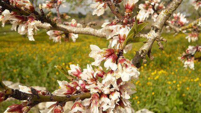 Invierno, jazz, rock y almendros en flor en Mallorca