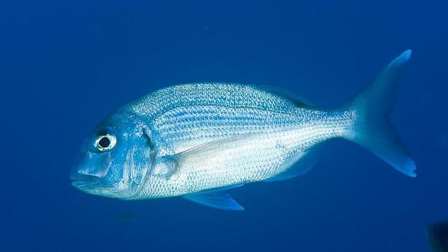 El Parlamento Europeo respalda una reforma drástica de la Política Pesquera Común