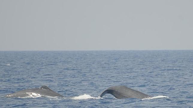 Un aeromodelo para estudiar a los «huidizos» zifios