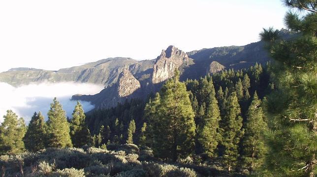 Diez millones de árboles para fijar empleo rural