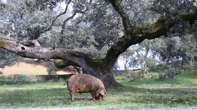 Nuevos movimientos de ficha en la guerra del cerdo ibérico