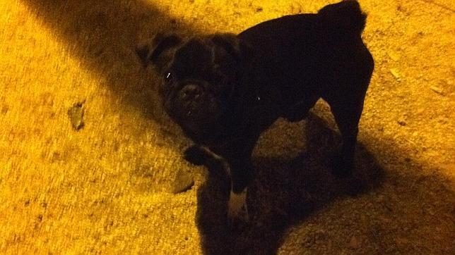 Ciudad Lineal, llena de cacas de perros y ni una sola multa a sus propietarios