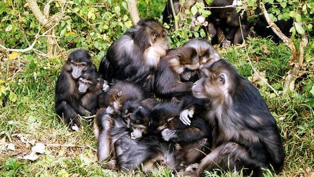 United Airlines no transportará monos para los laboratorios de ciencia