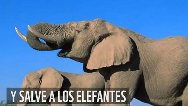 WWF pide la prohibición del comercio de marfil en Tailandia para frenar la matanza ilegal de elefantes africanos