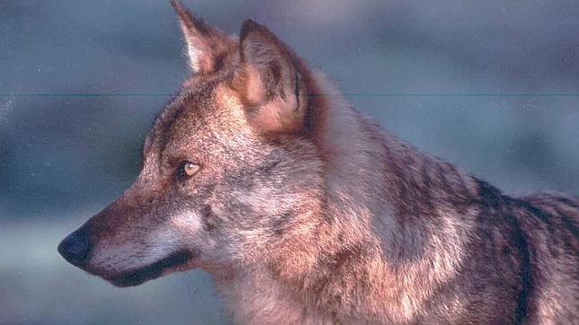 Un juez suspende la resolución que permite matar lobos en Picos de Europa