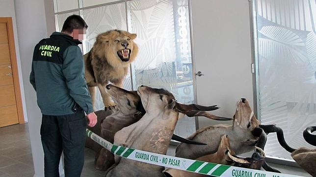 Una fauna ilegal en el escaparate