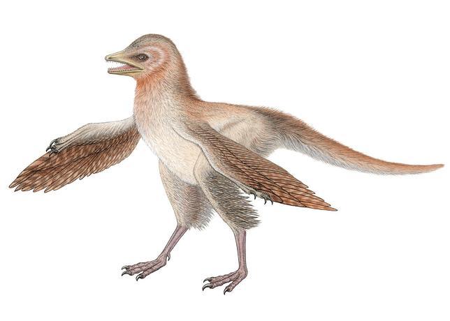 Hallan un nuevo dinosaurio con alas