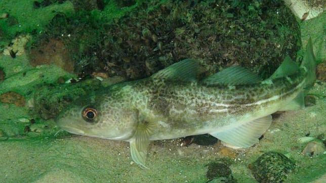 Pesca responsable: más capturas y mejor calidad