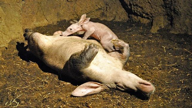 Así es el primer cerdo hormiguero español