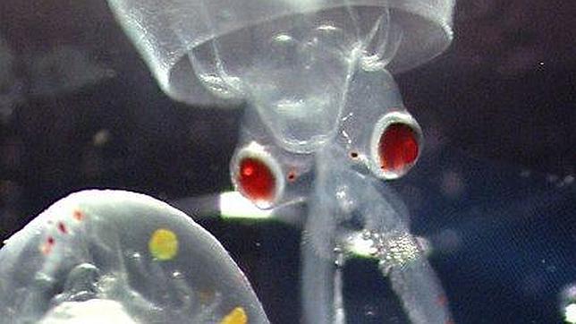 La ley protegerá de la experimentación formas fetales de mamíferos e invertebrados