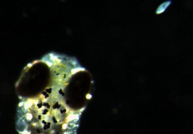 Fotografían por primera vez el pensamiento de un pez