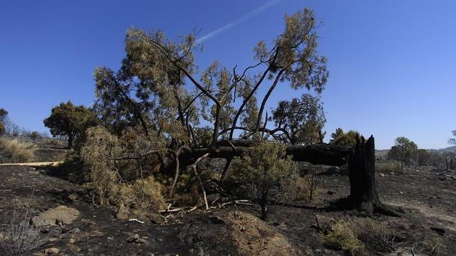 Un «ejército» de 500 ovejas para prevenir los incendios en la Comunidad de Madrid