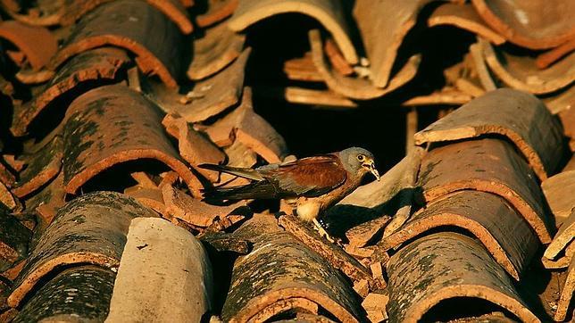 Los mejores espacios naturales de España para ver aves