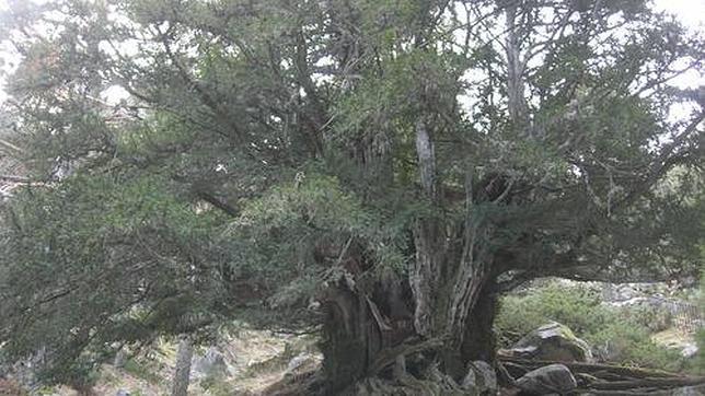 La Comunidad de Madrid clona sus árboles para preservar su biodiversidad