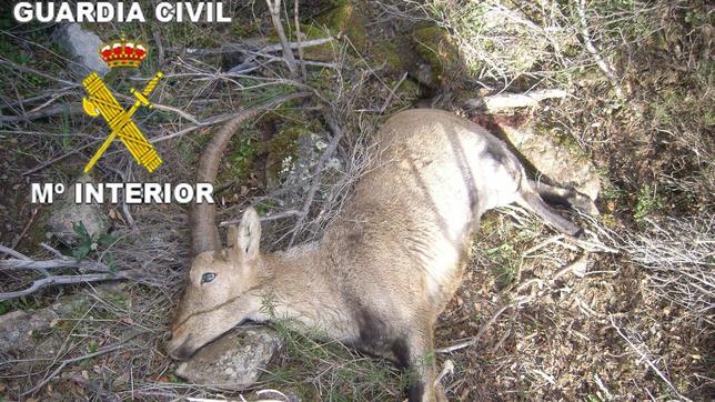 Imputados dos cazadores furtivos por matar a una cabra montesa