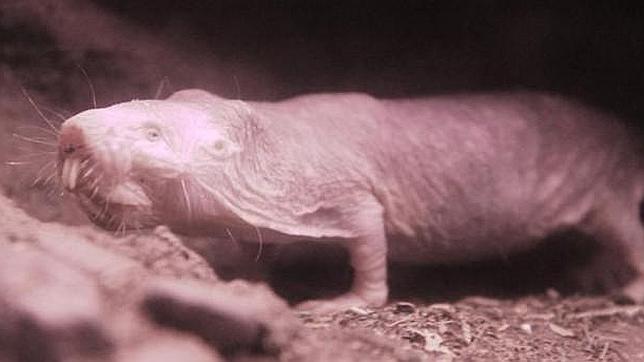 Nacen las primeras crías de rata topo en el parque madrileño de Faunia