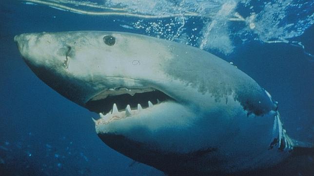Siete personas murieron por ataques de tiburón en todo el mundo en 2012