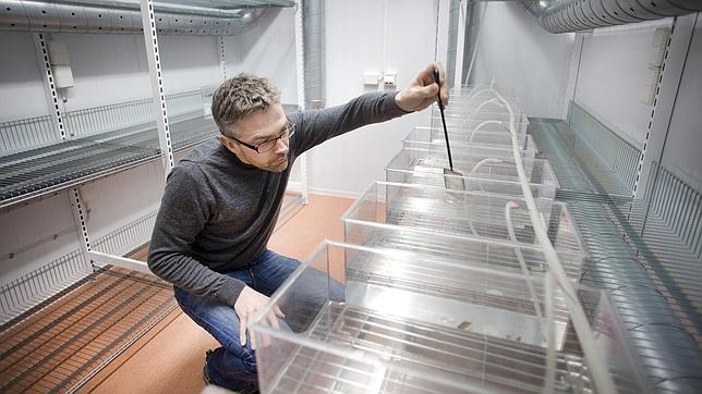 Los peces se vuelven más voraces por los ansiolíticos humanos que llegan a los ríos