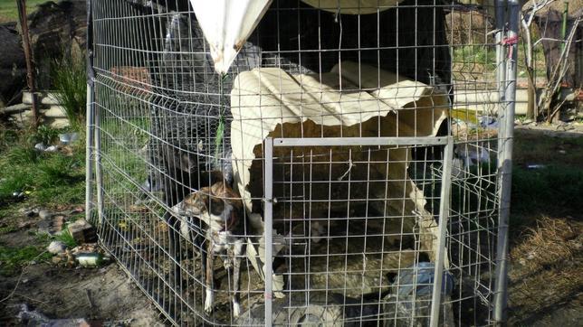 Rescatan a 10 galgos desnutridos