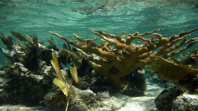 Los arrecifes de coral del Caribe han dejado de crecer