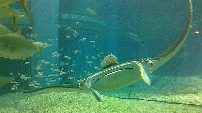 Indonesia creará una reserva marina en la provincia de Papúa Occidental