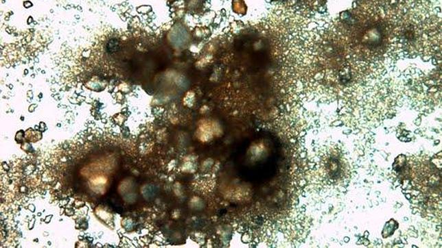 Actinobacteria de Siberia