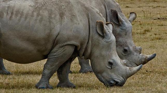 Nace un rinoceronte blanco en el zoo de San Diego