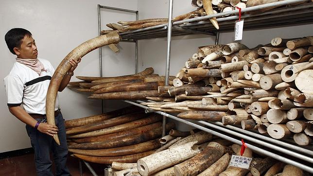 Votan en contra de frenar el comercio de marfil y cuerno de rinoceronte