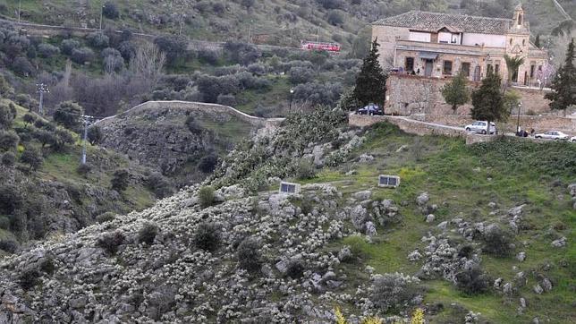 El PP pide al Ayuntamiento que actúe ante la invasión de un cactus por el Valle
