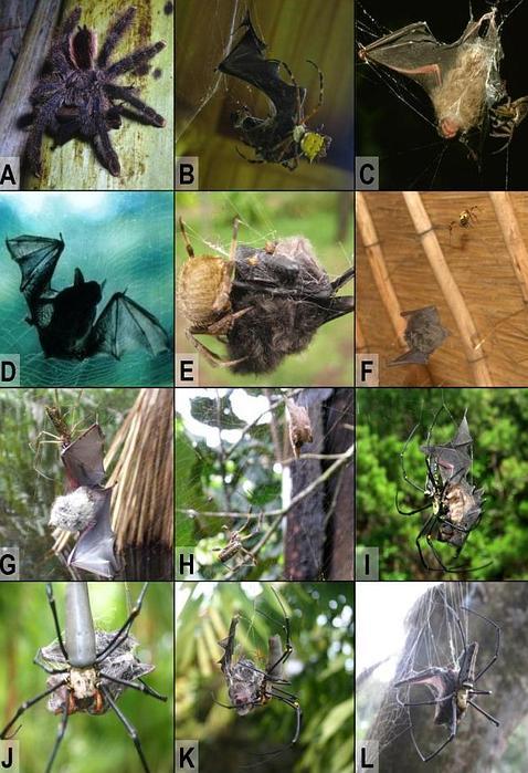 Las espeluznantes arañas que devoran murciélagos