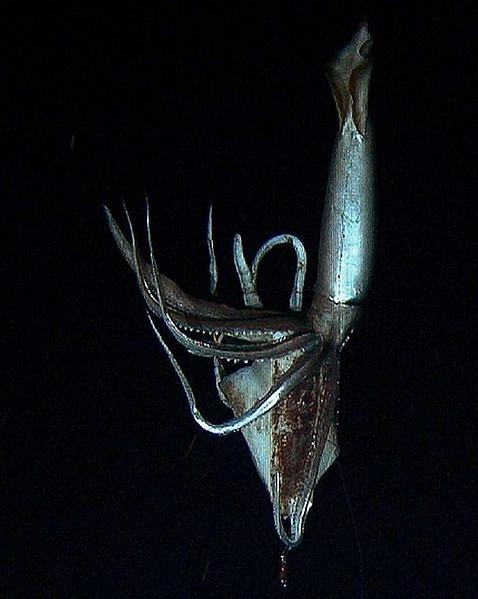 Los secretos del calamar gigante salen a flote