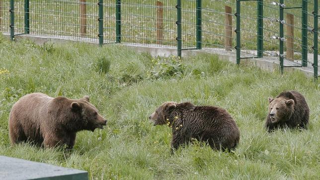 Odile Rodríguez de la Fuente asume la presidencia de la Fundación Oso de Asturias