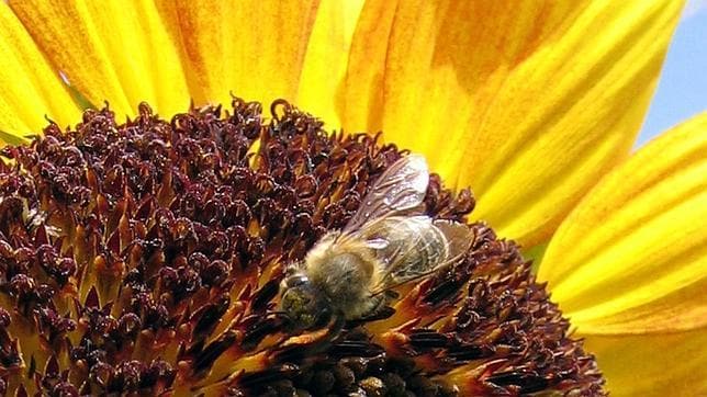 Los pesticidas vuelven tontas a las abejas