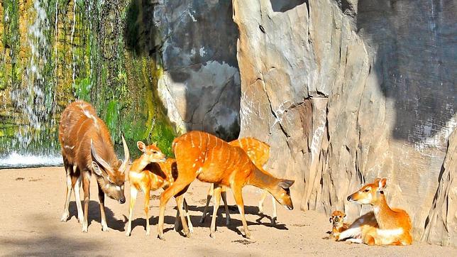 La última moda en zoológicos: partos de animales en directo