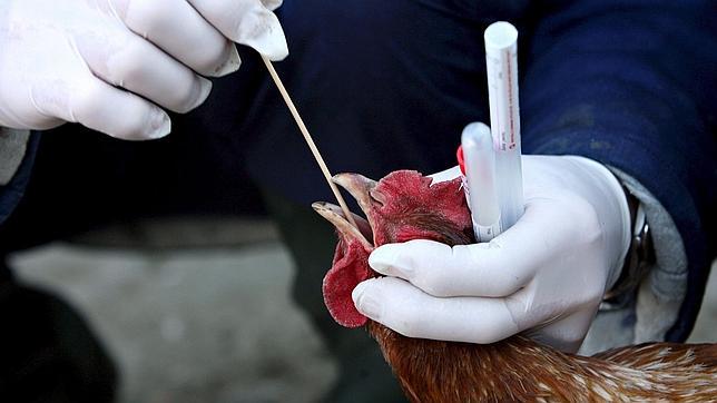 Fallecen dos hombres en China por un virus aviar que nunca había atacado a humanos