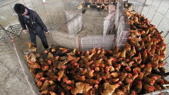 La FAO pide «fuertes medidas» para controlar la nueva gripe aviar en China