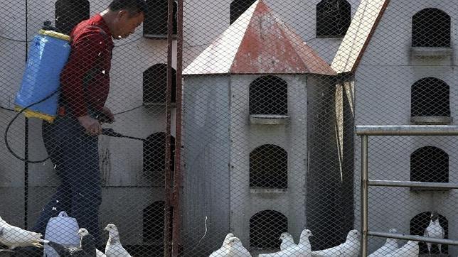 China asegura que la vacuna contra la gripe aviar estará lista en siete meses