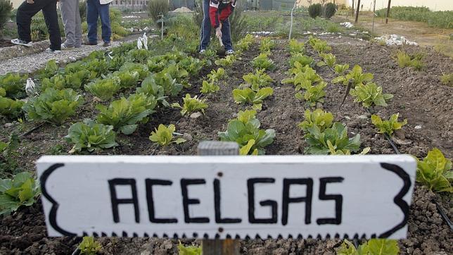Valdepeñas crea huertos urbanos para el autoconsumo de parados y jubilados