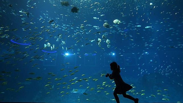 Así es el acuario más grande del mundo