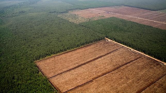 Indonesia clona árboles para fabricar papel