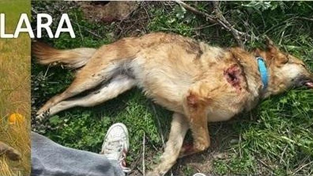 Matan de un tiro a una perra cuando la paseaba su dueña