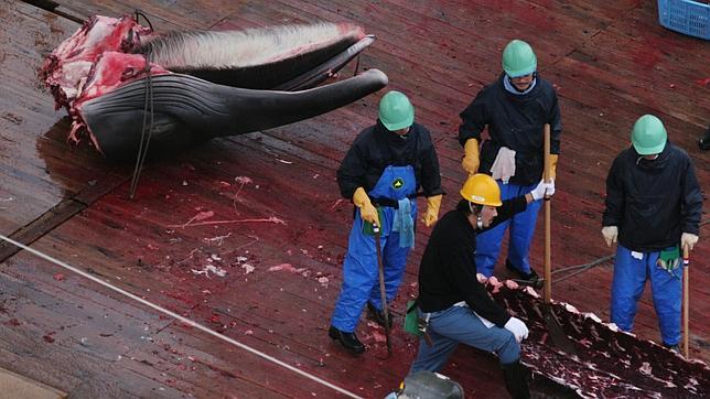 Australia y Japón comparecerán ante la Corte Internacional por la caza de ballenas